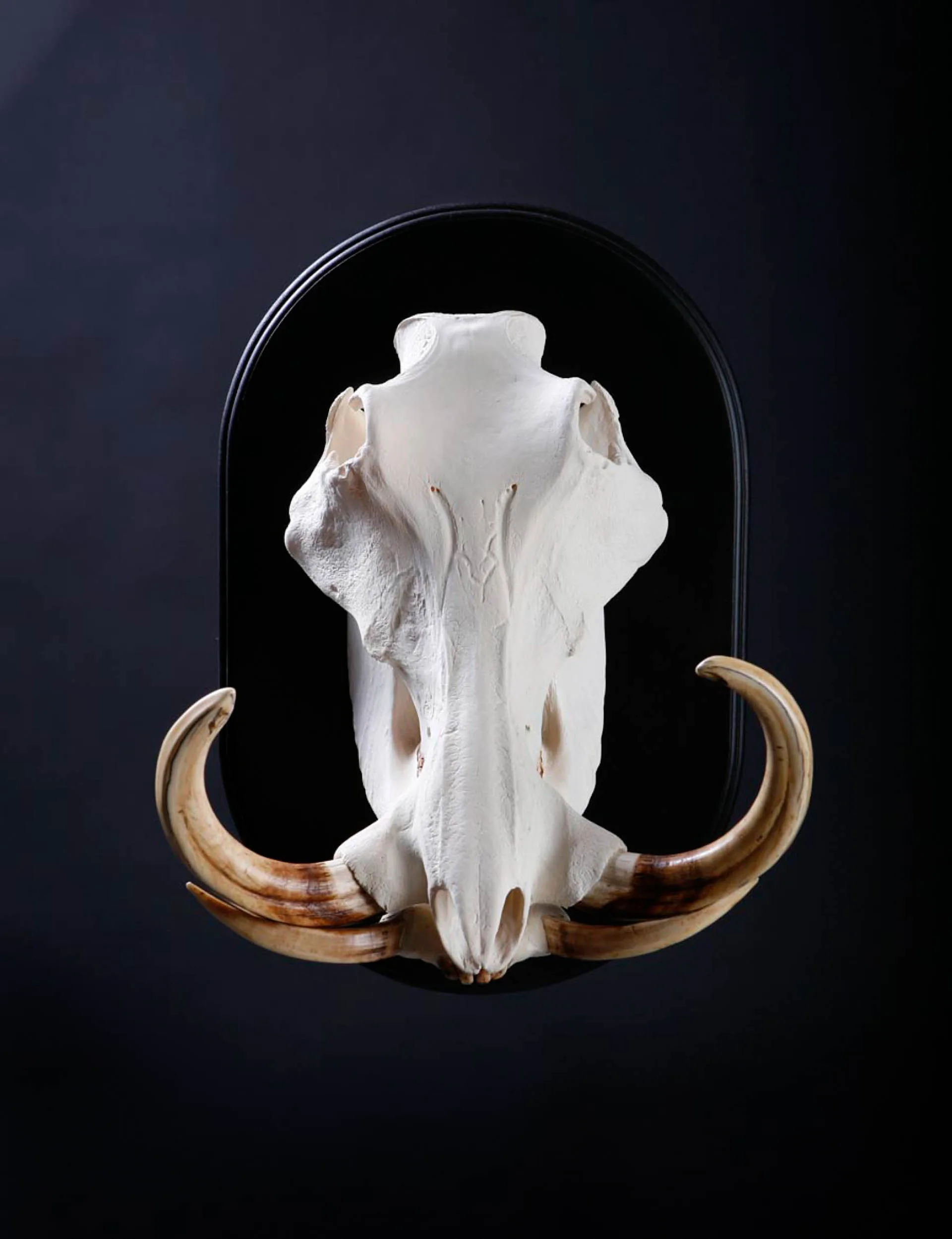 Warthog Skull Skull Mount — Highveld Taxidermists